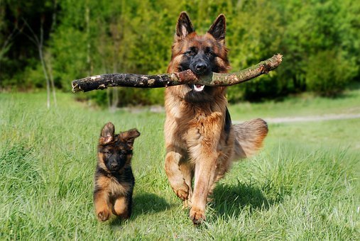 Pet Supplies