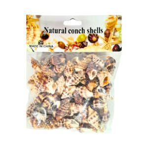 100g Conch Shells